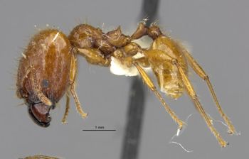Media type: image;   Entomology 34334 Aspect: habitus lateral